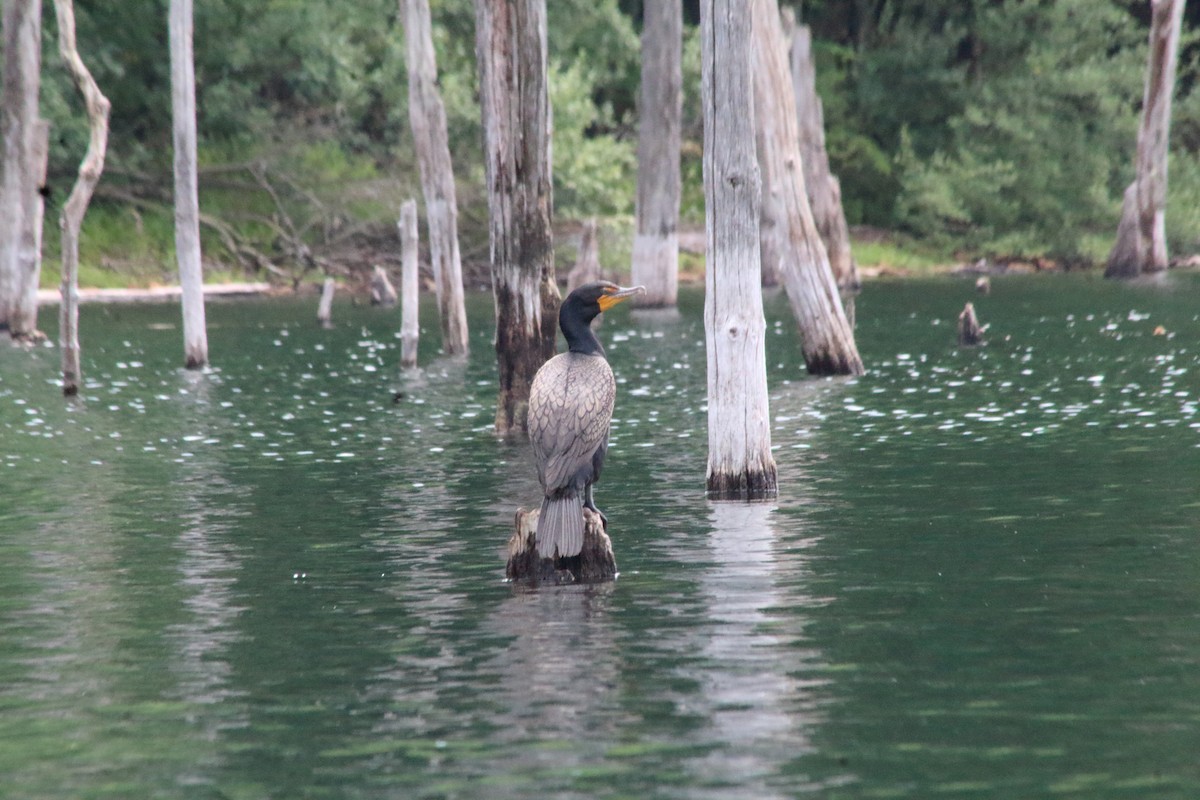 Cormoran à aigrettes - ML638815556