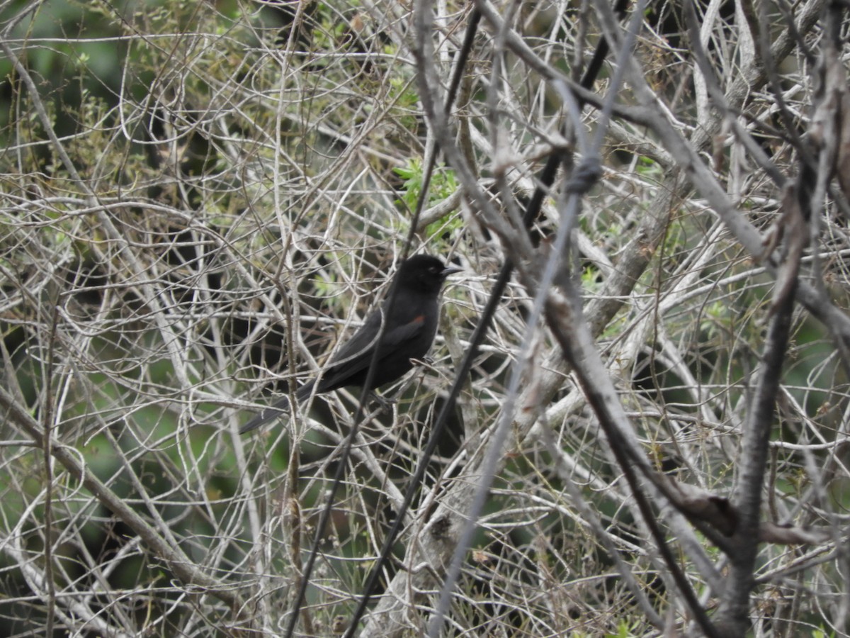 Variable Oriole - ML638815561