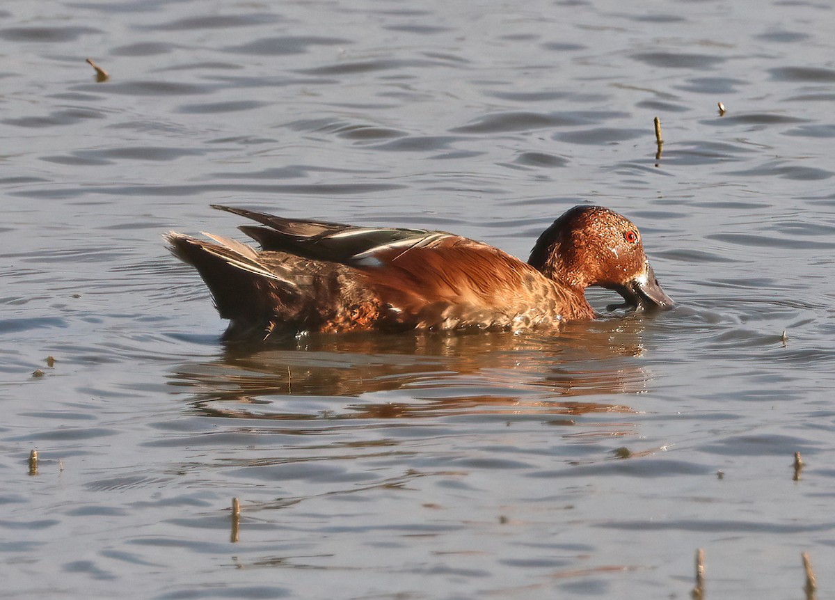 Cinnamon Teal - ML638815564