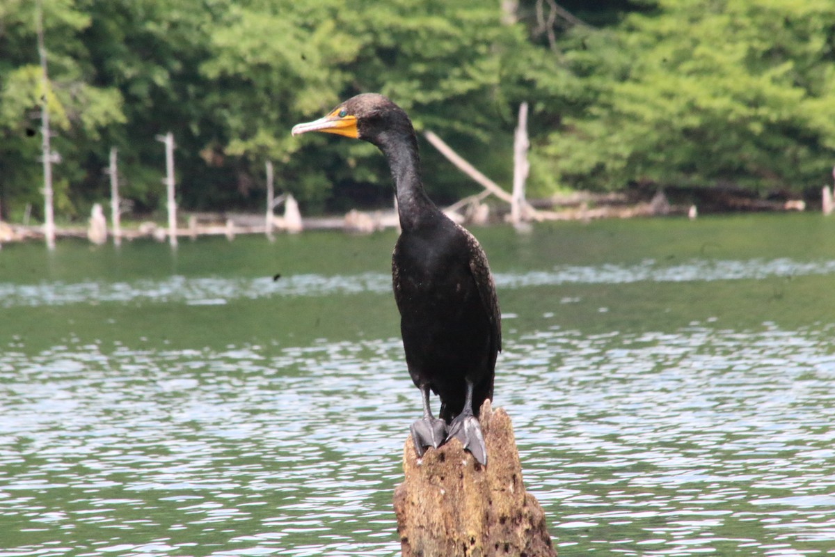 Cormoran à aigrettes - ML638815572