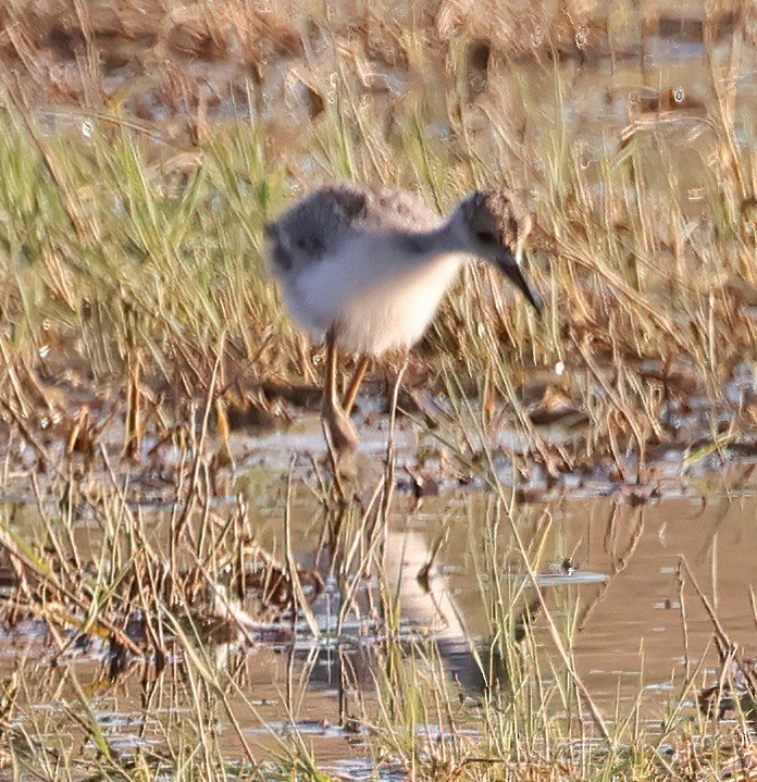 Black-necked Stilt - ML638815573
