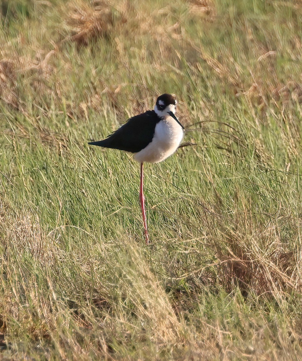 Black-necked Stilt - ML638815574