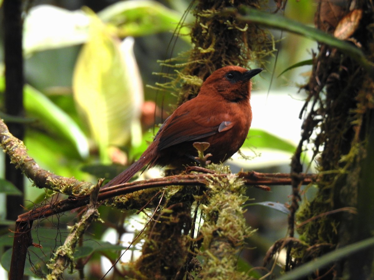 Rufous Spinetail - ML638815575