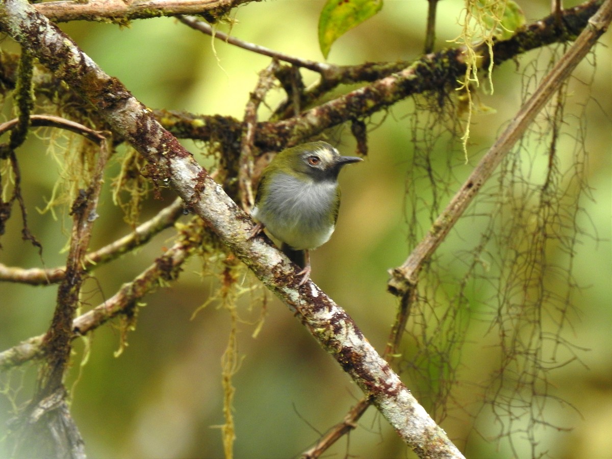 Black-throated Tody-Tyrant - ML638815587