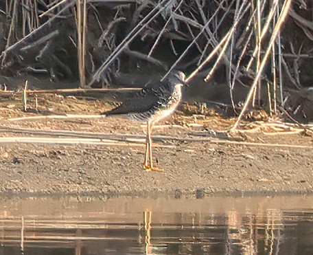 Greater Yellowlegs - ML638815593