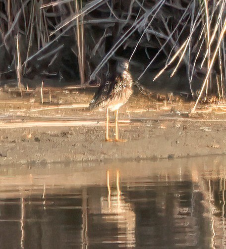Greater Yellowlegs - ML638815595