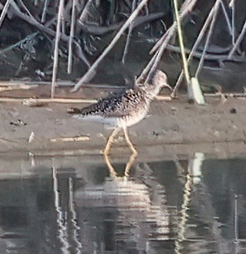 Greater Yellowlegs - ML638815596