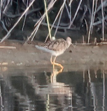 Greater Yellowlegs - ML638815597