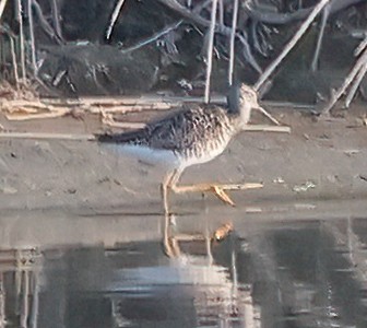 Greater Yellowlegs - ML638815599