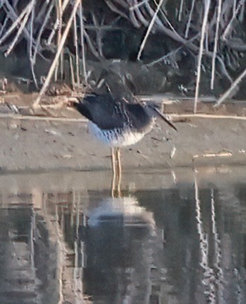 Greater Yellowlegs - ML638815601