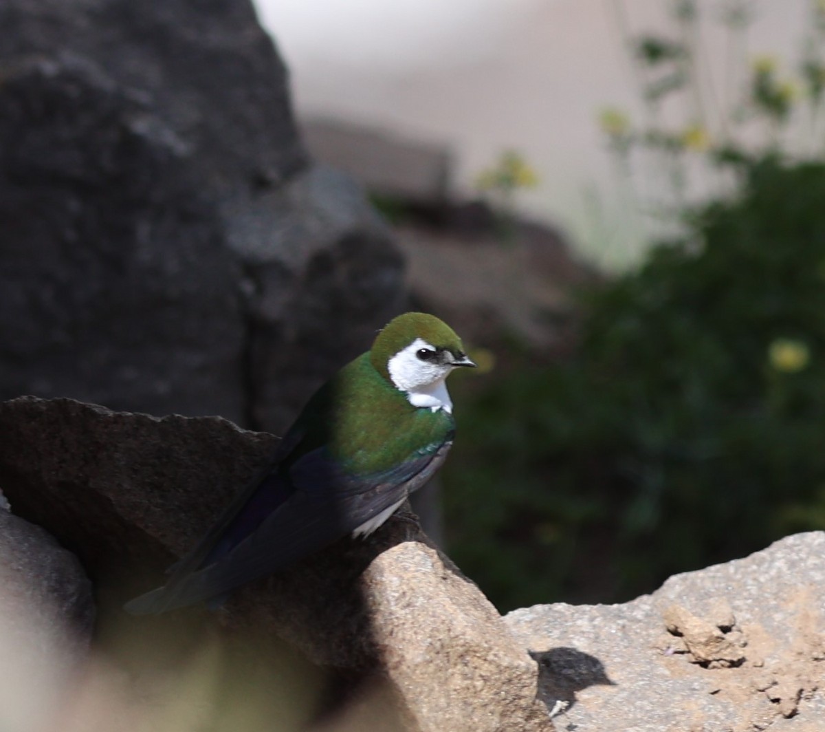 Violet-green Swallow - ML638815603