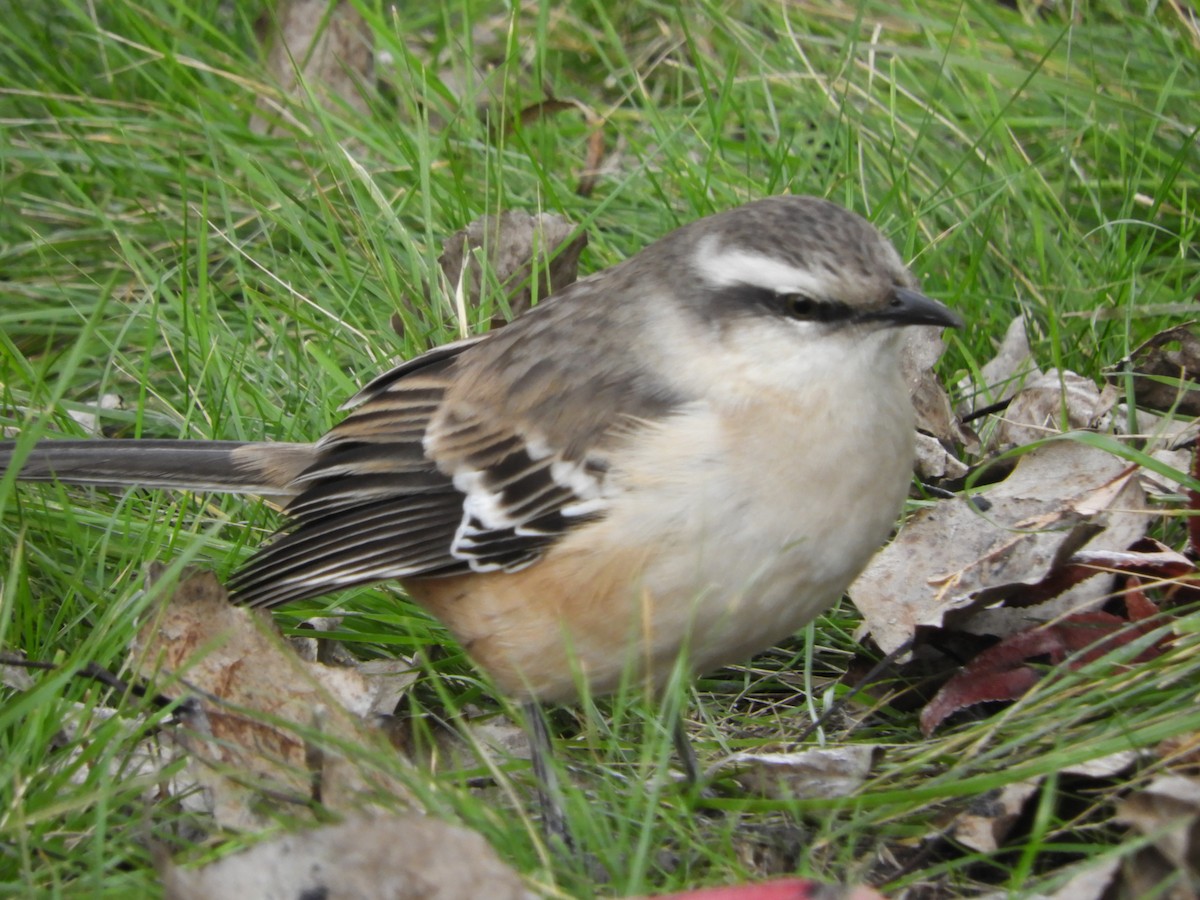 Chalk-browed Mockingbird - ML638815604
