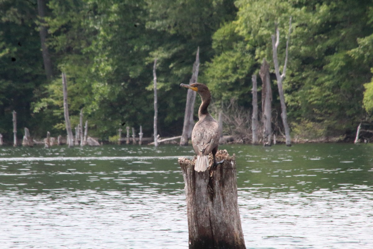 Cormoran à aigrettes - ML638815605
