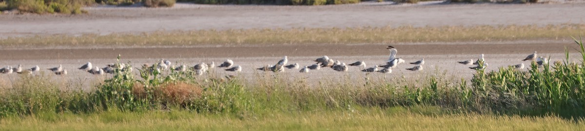 California Gull - ML638815608