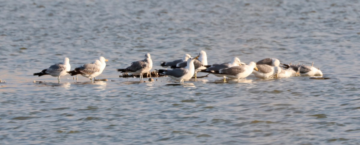 California Gull - ML638815609