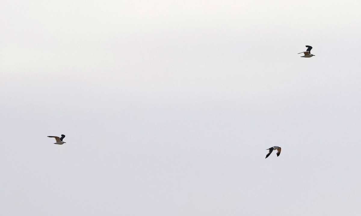 California Gull - ML638815613