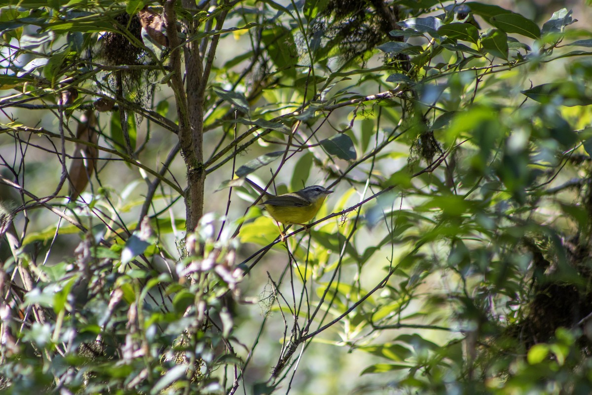 Golden-crowned Warbler - ML638815616