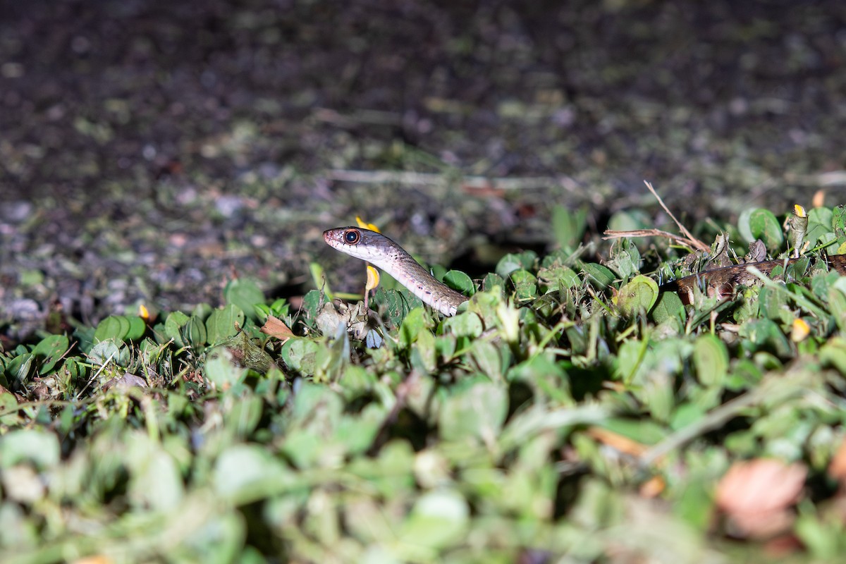 Specklebelly Keelback - ML638815619