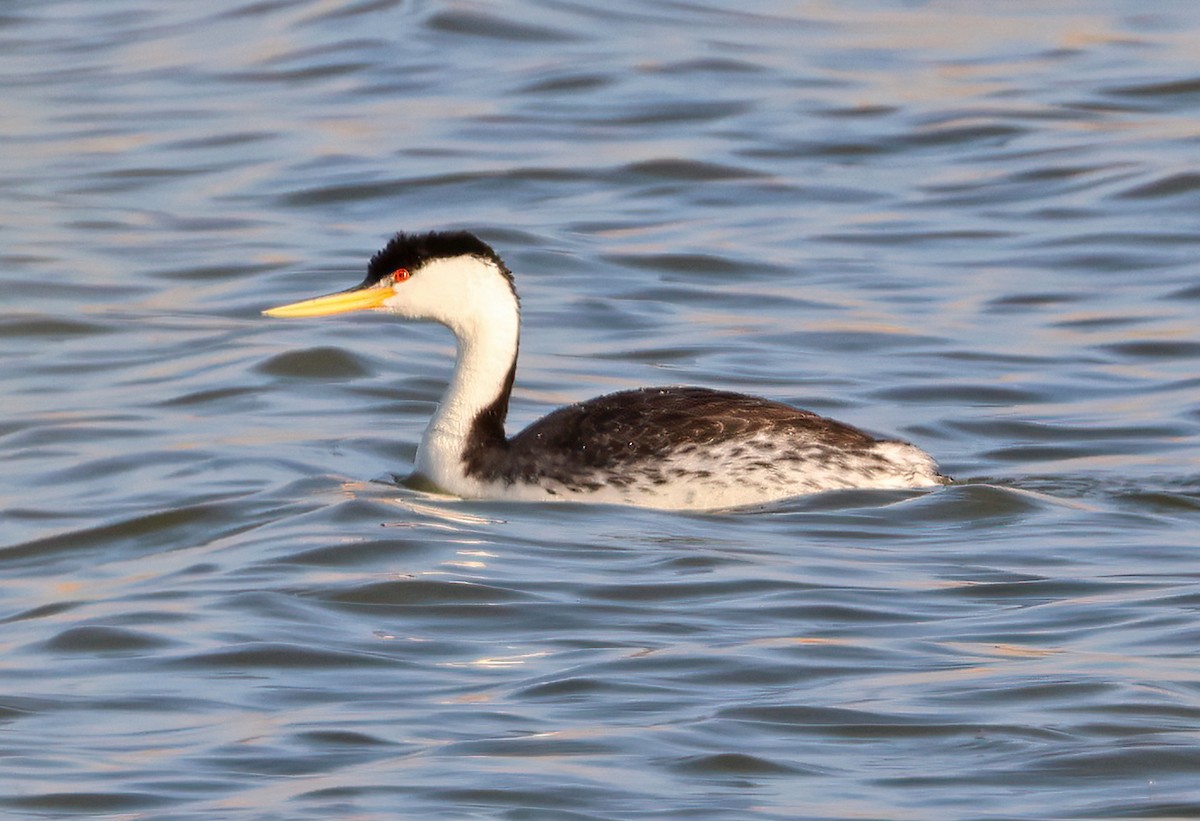 Clark's Grebe - ML638815628