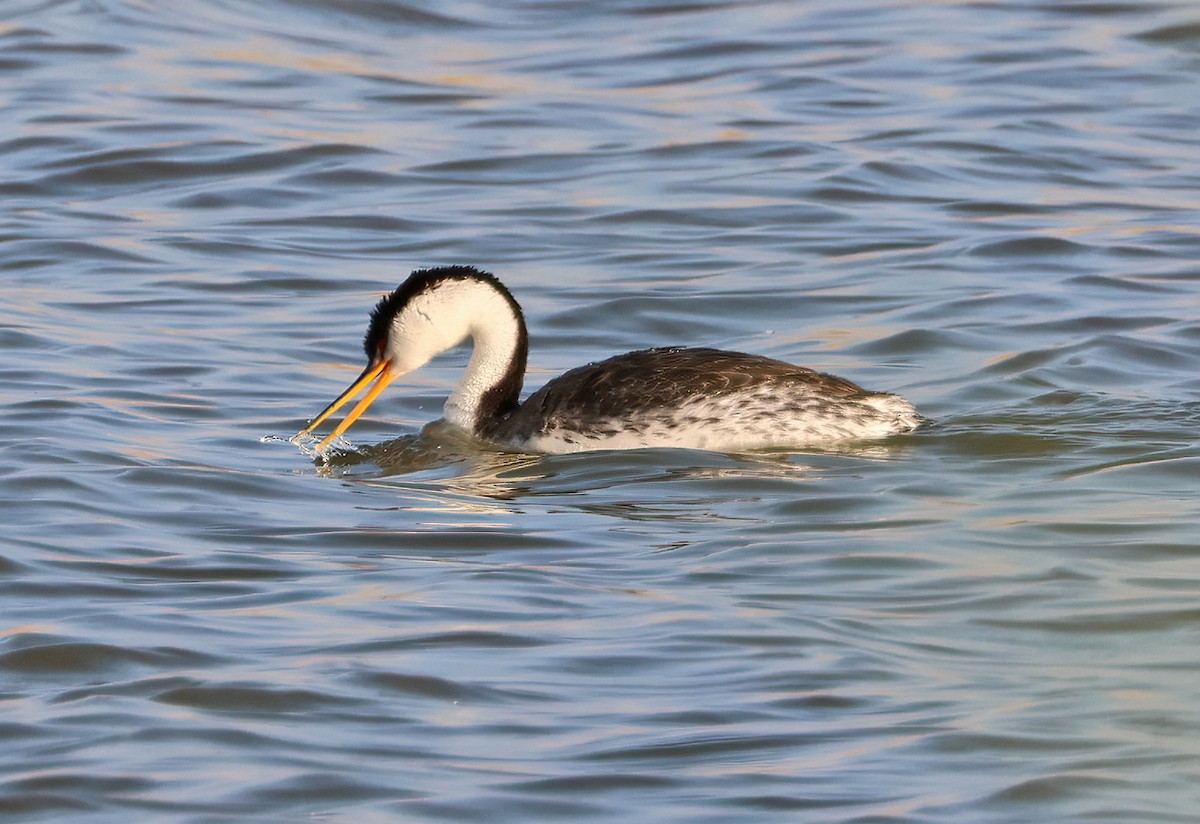 Clark's Grebe - ML638815629