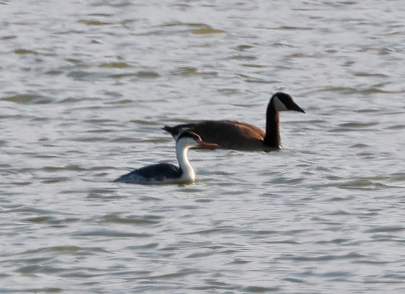 Clark's Grebe - ML638815630