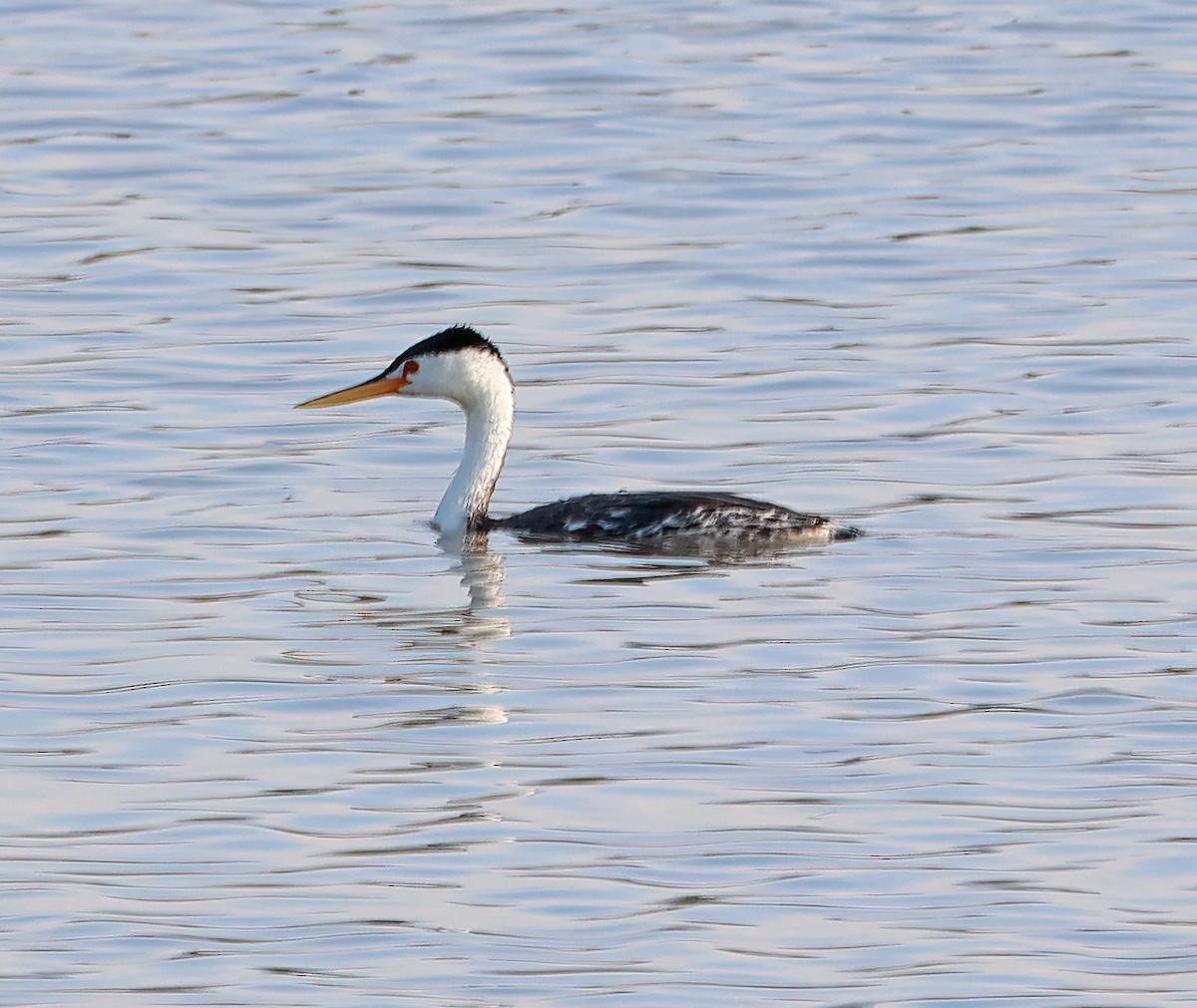 Clark's Grebe - ML638815632