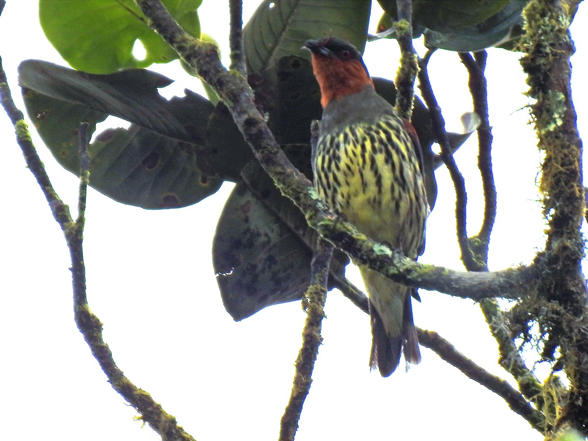 Chestnut-crested Cotinga - ML638815646
