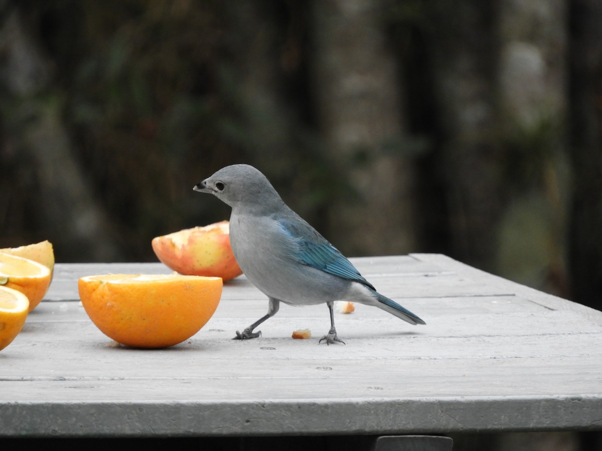 Sayaca Tanager - ML638815647