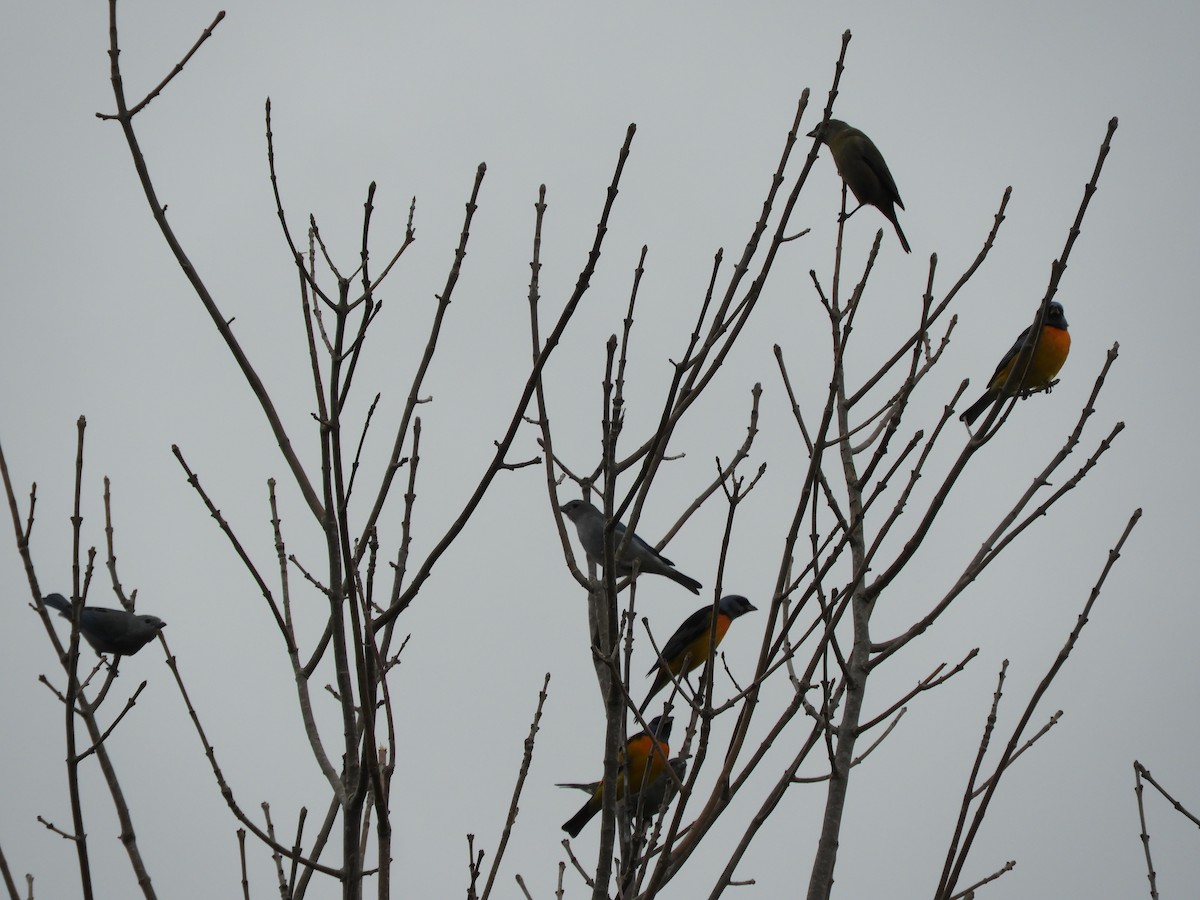 Sayaca Tanager - ML638815648