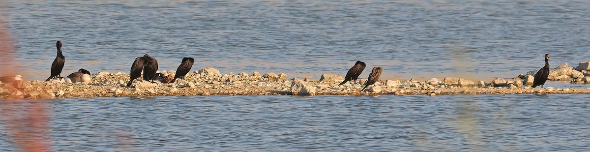 Cormoran à aigrettes - ML638815652
