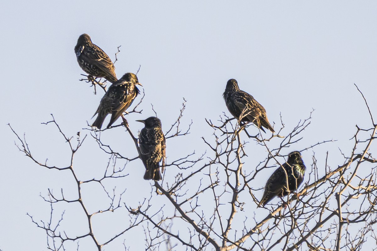 European Starling - ML638815669