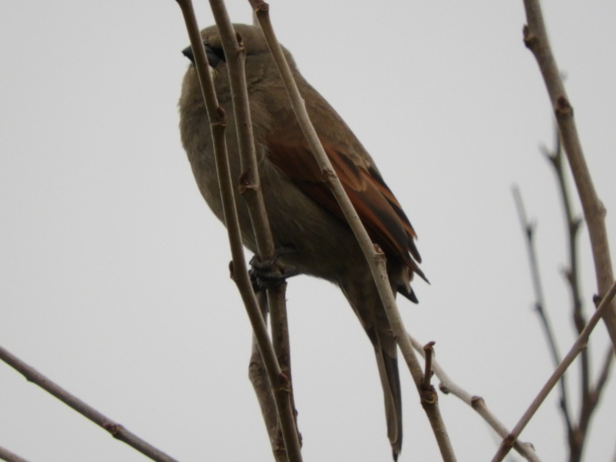 Grayish Baywing - ML638815721