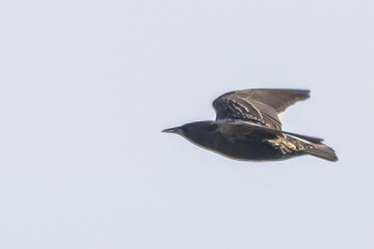 European Starling - ML638815734