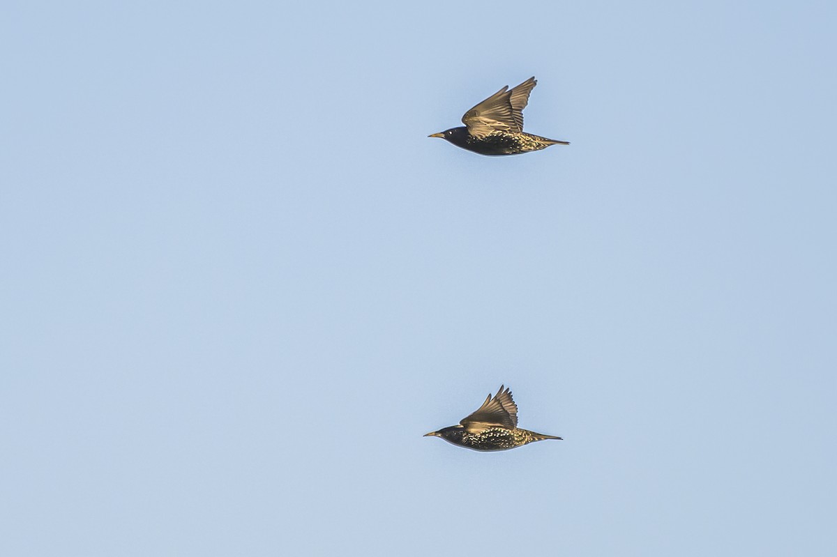 European Starling - ML638815735