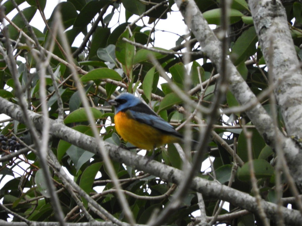 Blue-and-yellow Tanager - ML638815739