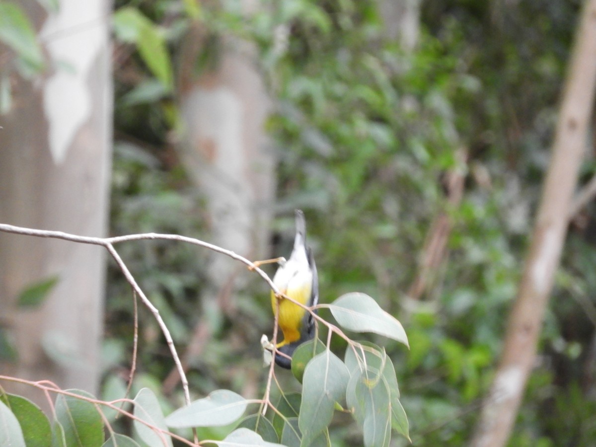 Tropical Parula - ML638815763