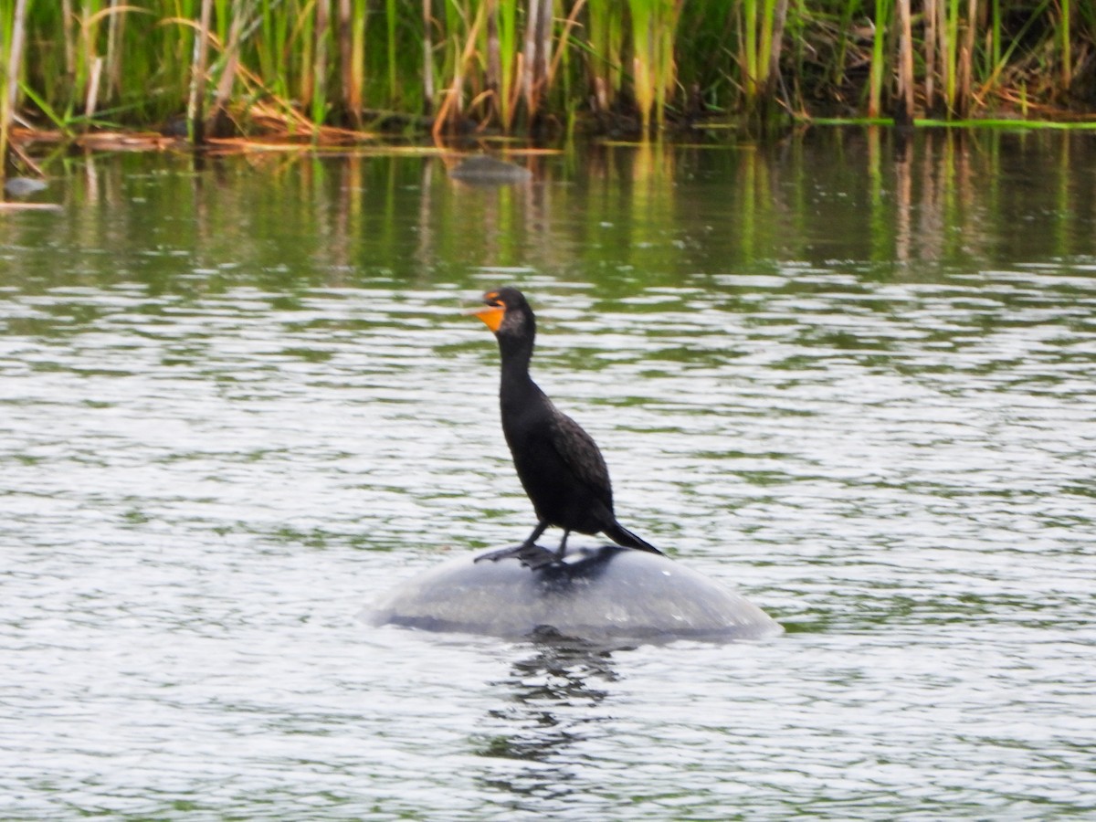 Cormoran à aigrettes - ML638815768