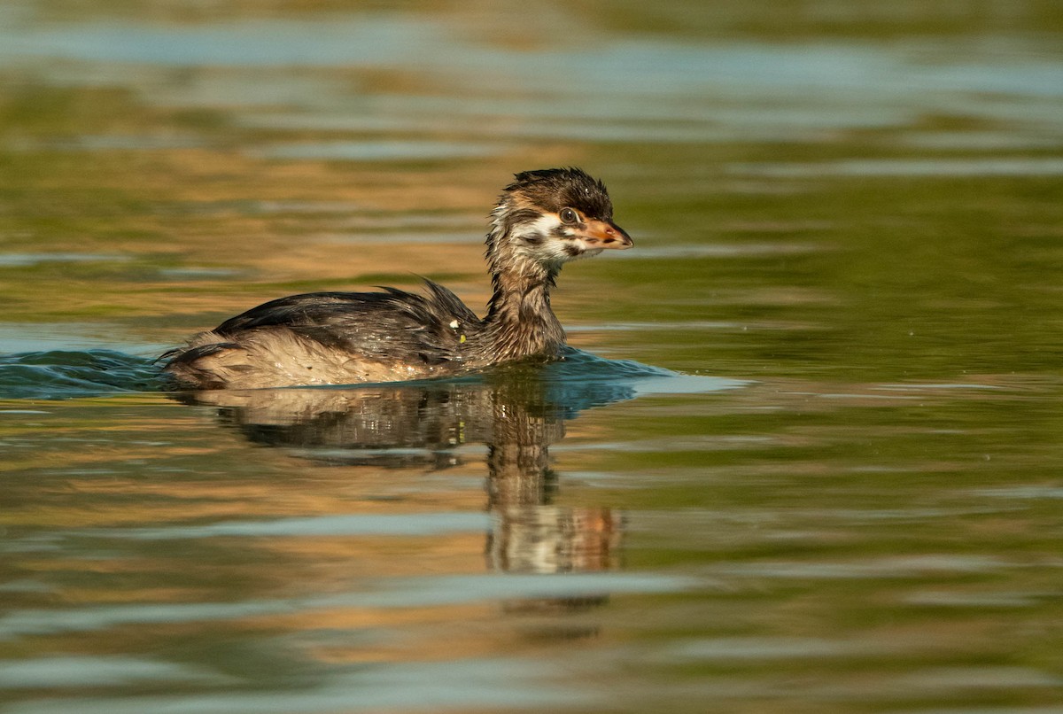 Pied-billed Grebe - ML638815772
