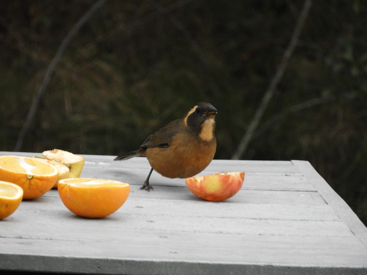 Golden-billed Saltator - ML638815787