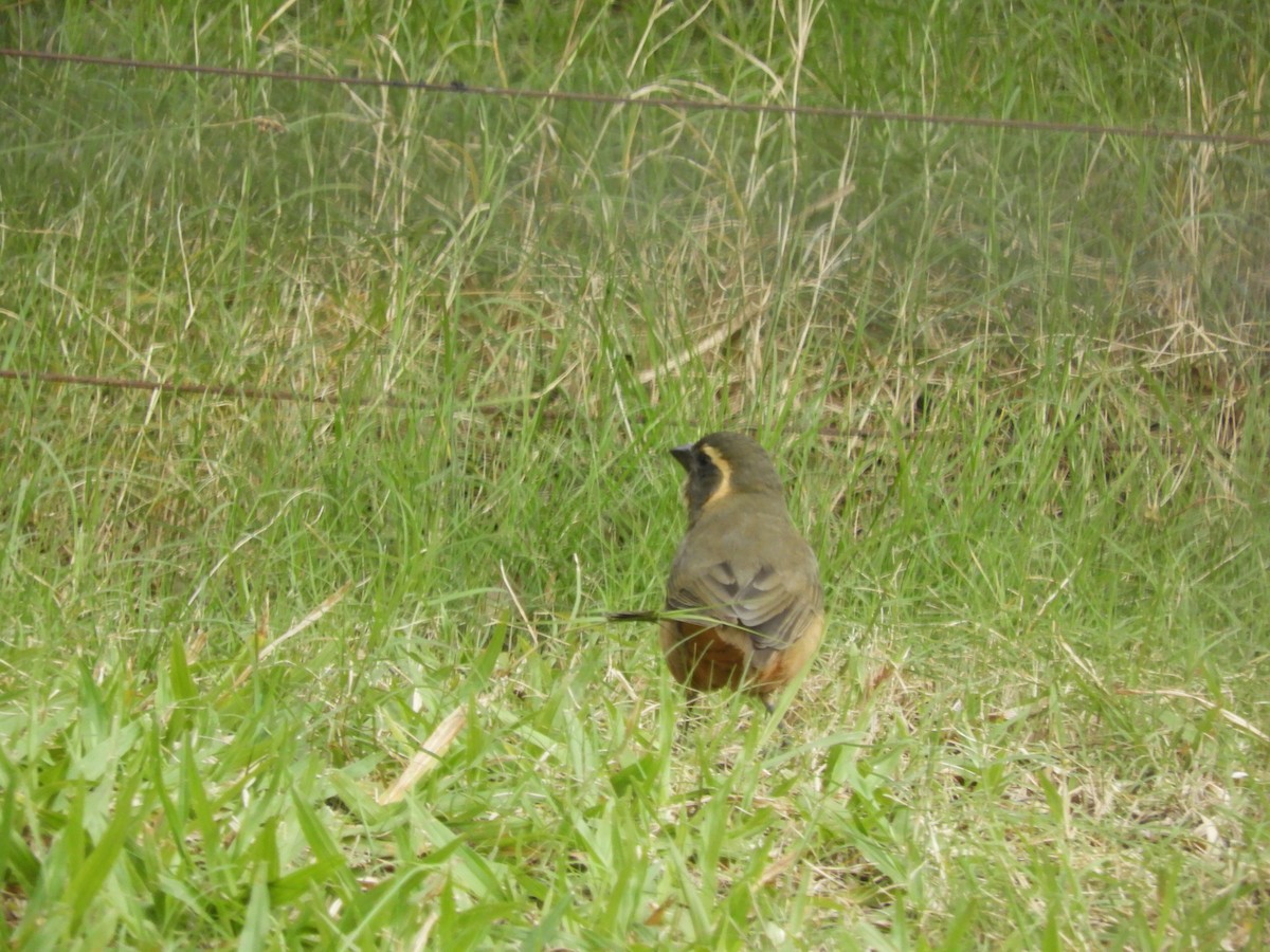 Golden-billed Saltator - ML638815788