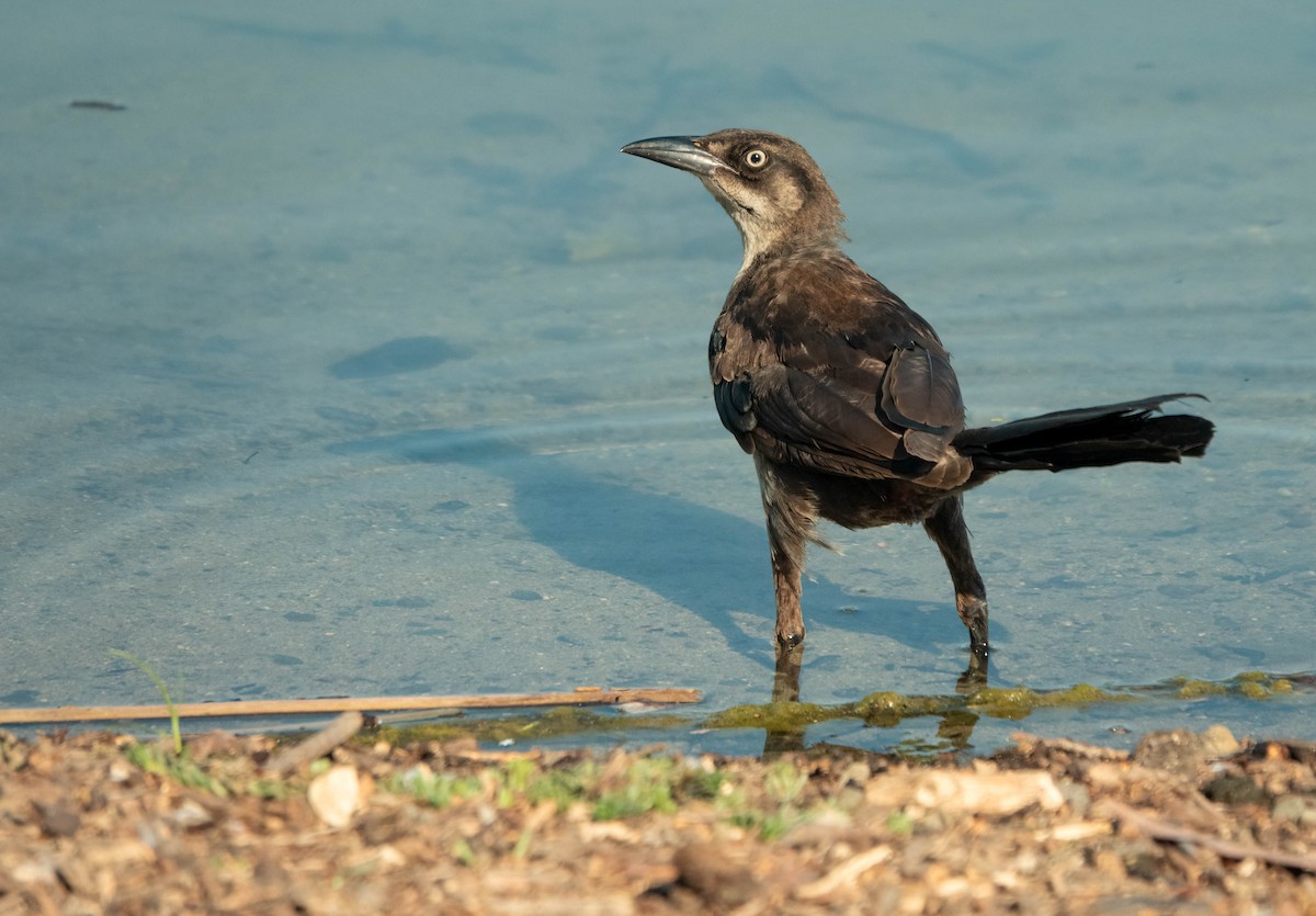 Great-tailed Grackle - ML638815790