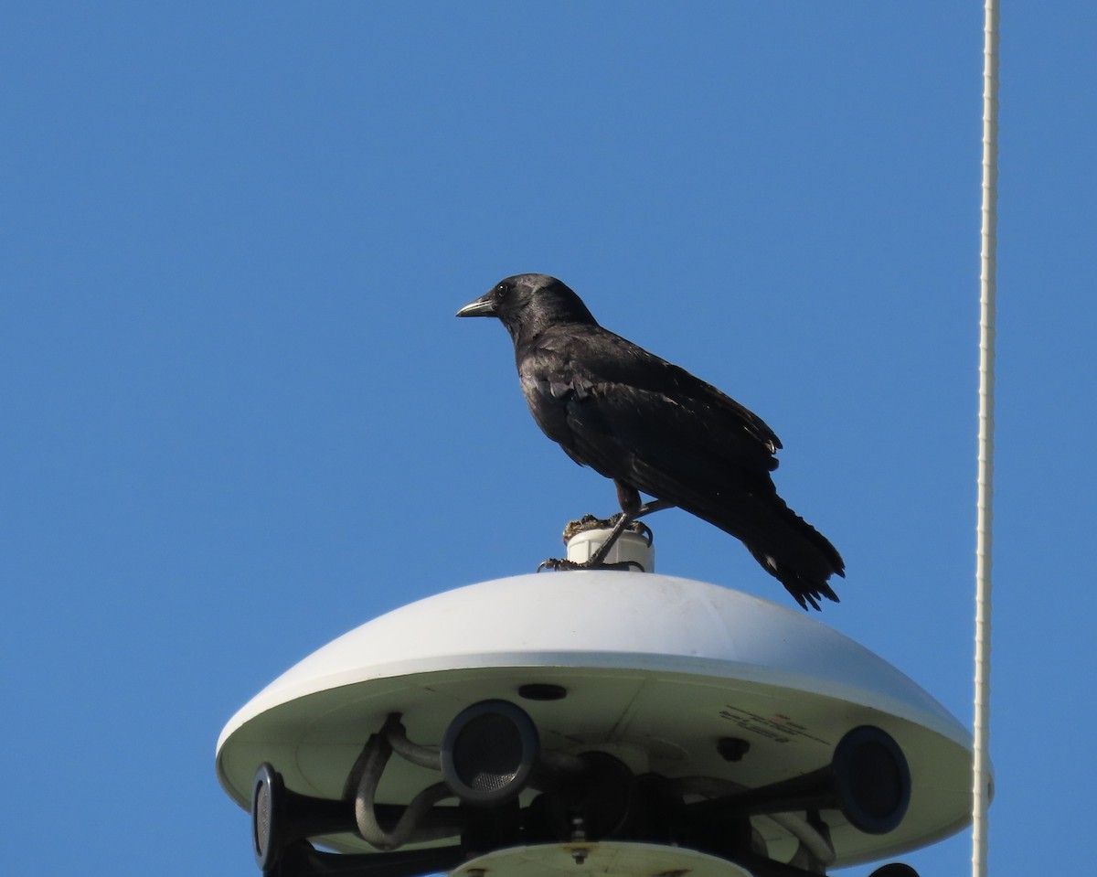 Fish Crow - ML638815791