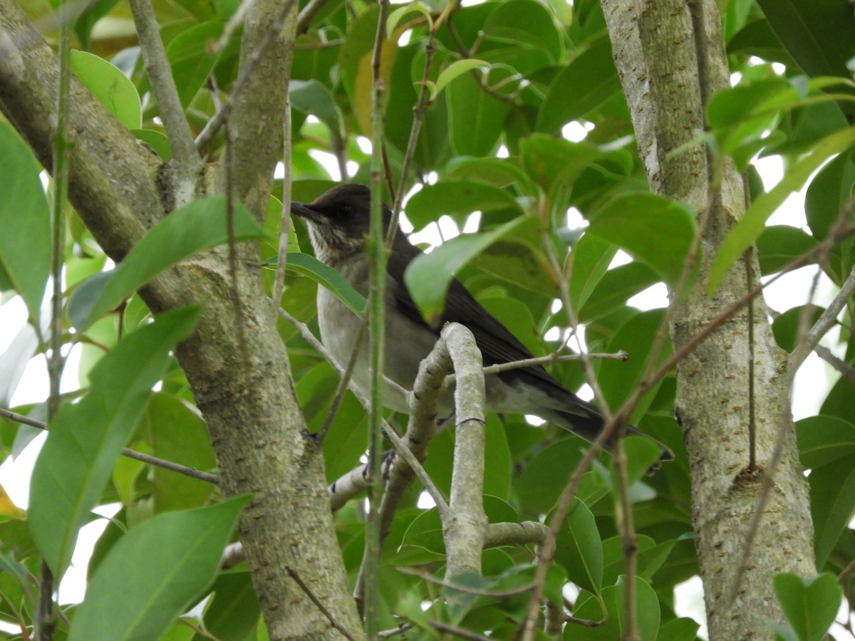 Creamy-bellied Thrush - ML638815803