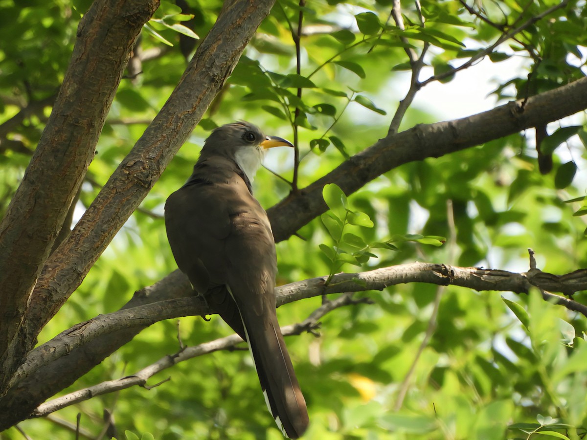 Yellow-billed Cuckoo - ML638815812
