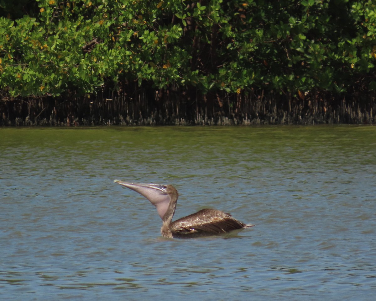 Brown Pelican - ML638815813