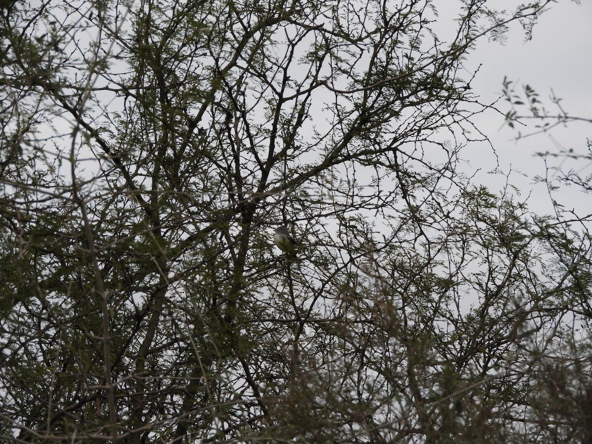 White-crested Tyrannulet - ML638815827