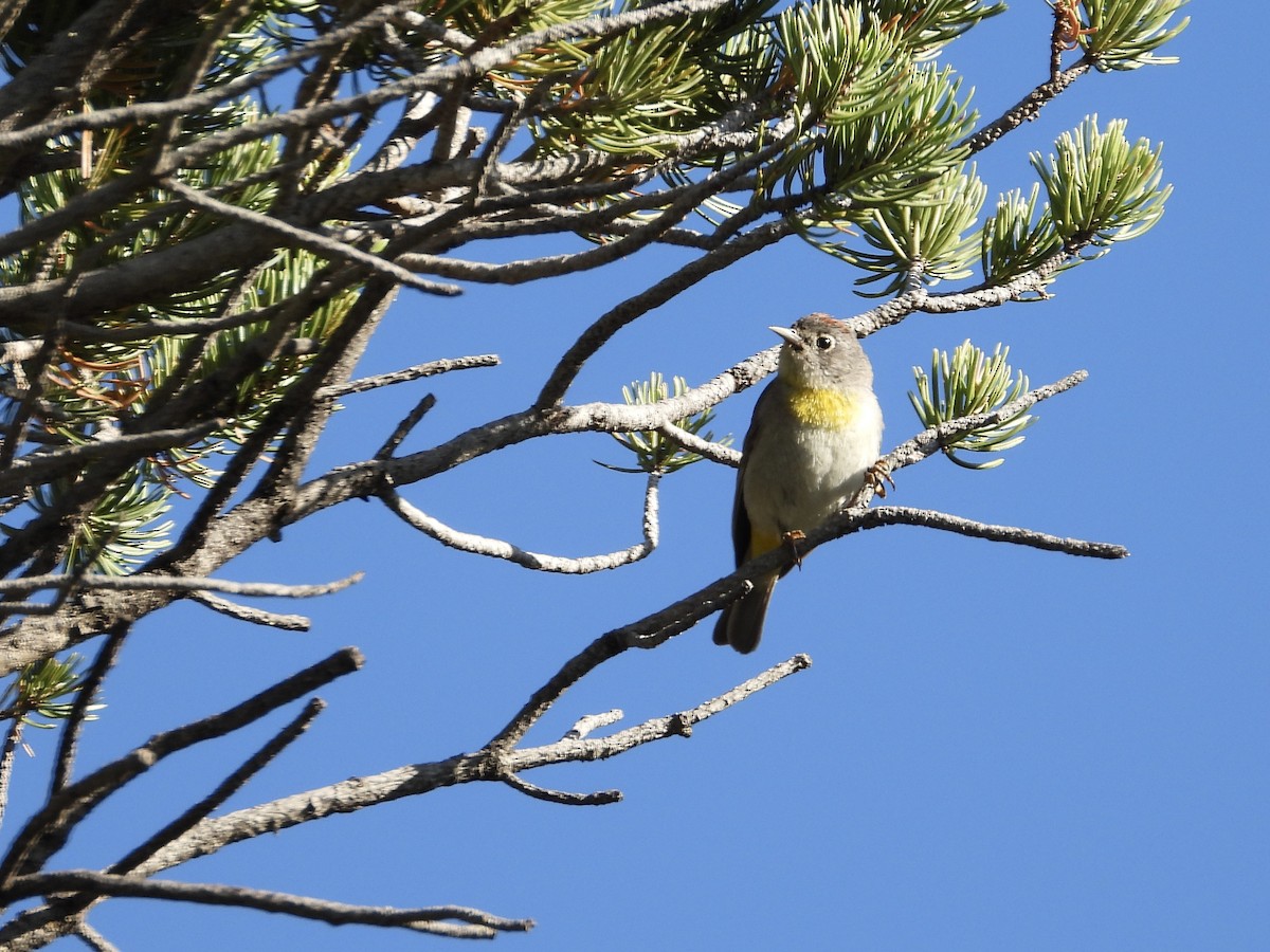 Желтогрудая древесница - ML638815829