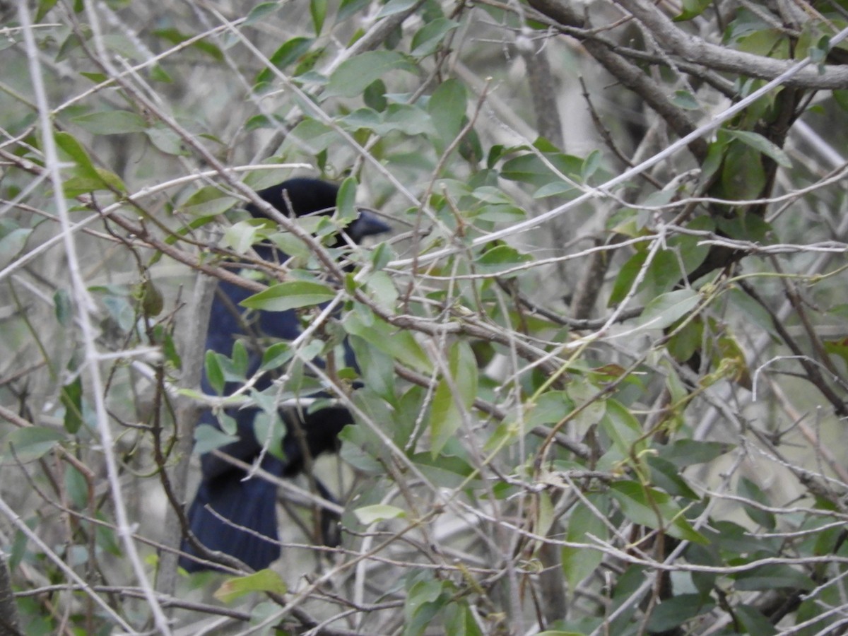 Shiny Cowbird - ML638815840