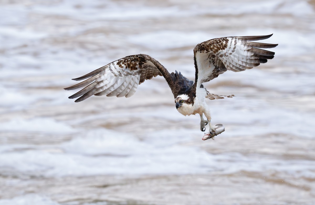 Osprey (American) - ML638815842