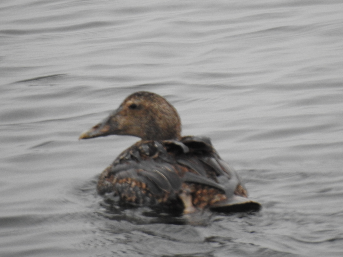 Common Eider - ML638815847